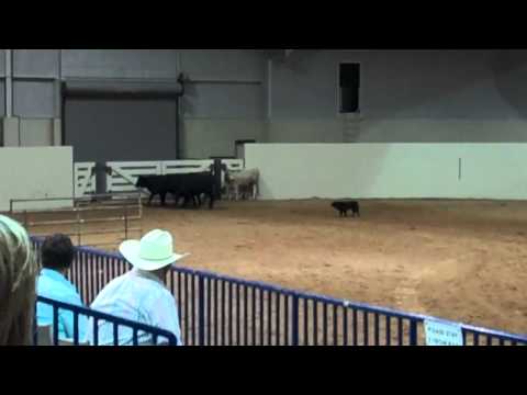 ASCA NATIONALS   Cattle Herding  Aussie from Germany