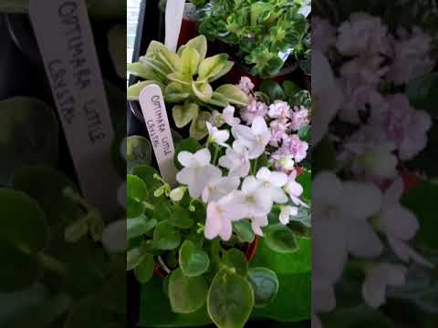 African Violet and Streptocarpus Collection