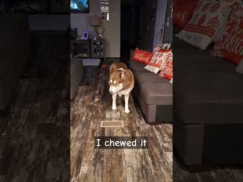 Zeke telling me he broke his squeaky toy! #huskie #zeke