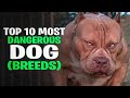 Top 10 Most Dangerous Dog Breeds In The World
