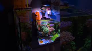 This Is The Best Nano Reef Tank In The Whole World #illumagic #pixel