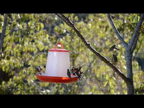 Finch feeding frenzy