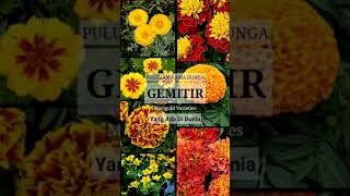 Download lagu List PULUHAN nama BUNGA MARIGOLD yang ada di dunia (Link di Deskripsi) mp3 Download lagu List PULUHAN nama BUNGA MARIGOLD yang ada di dunia (Link di Deskripsi) mp3