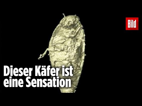Forscher finden 230 Millionen Jahre alten Käfer in Dinosaurier-Kot