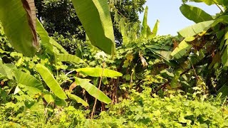 Download lagu hoby pikat burung di kebon mp3 Download lagu hoby pikat burung di kebon mp3