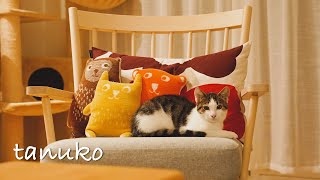 新しい家族を迎えました🐈✨ I have welcomed a new family member.