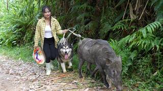 Bringing boars to the farm for breeding, caring for the animals, and cleaning the pens.