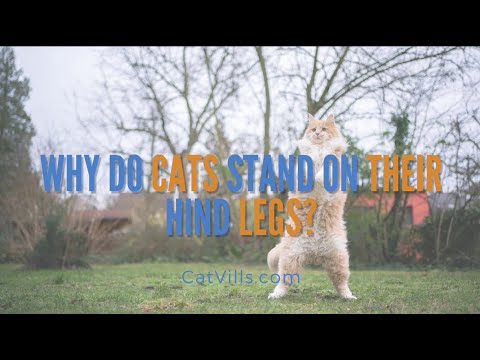 WHY DO CATS STAND ON THEIR HIND LEGS