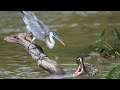 Heron vs Snake - Making Mistakes, Hunters Killed by Opponents Mercilessly