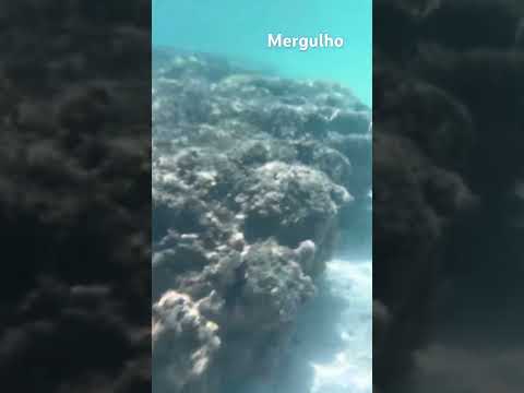 Férias Nordeste - Mergulho em Sao José da Coroa Grande #mergulholivre  #pernambuco  #nordeste