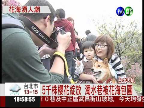 瘋賞櫻! 台中大坑車陣3公里長