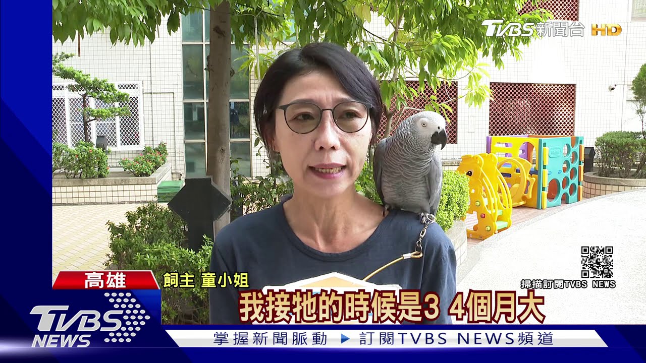 灰鸚鵡走失2天尋獲！　聰明的牠主動找人求救