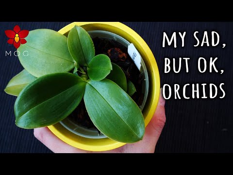 Some of my saddest Orchids 😭 | Orchid Updates
