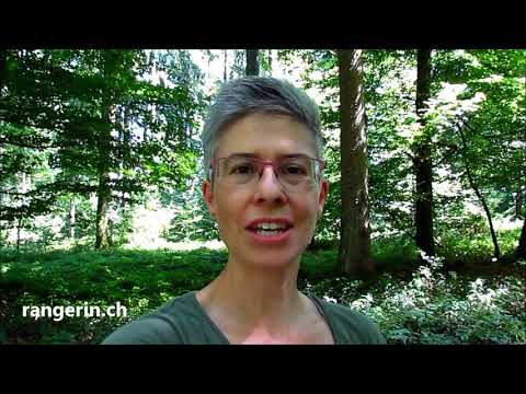 Woran erkenne ich einen Wildwechsel?