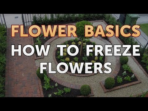 How to Get More Canna Lily Blooms