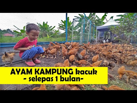 , title : 'Ternakan ayam kampung kacuk - Part 2 (selepas 1 bulan)'