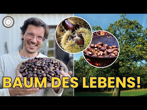 Sweet chestnuts, chestnuts - superfoods and trees of the future. Important tips on harvesting, lo...