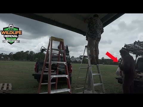 The Great Bird Exclusion: Squatch Sancho Strikes Again