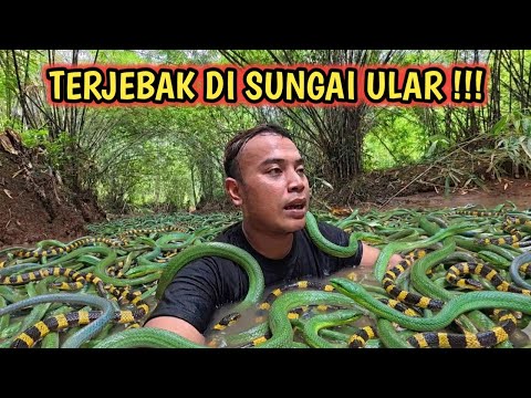 Entering a Mysterious River… Turns Out It's Full of Green & Striped Snakes!”