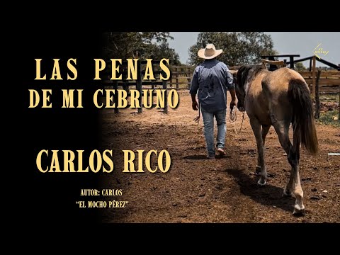 Carlos Rico El Propio Cimarronero - Las Penas de mi Cebruno (Vídeo Oficial)
