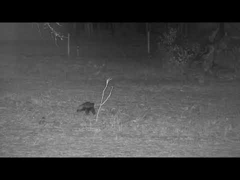 Djuma: Honey Badger - 22:40 - 10/06/19