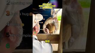 Ranking Best Kangaroo Moments