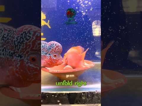 Parrot Fish Breeding || New life is ready to begin in my Aquarium #shortvideo #shorts
