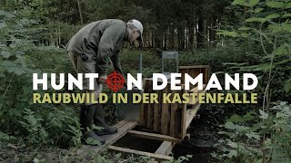 Raubwild in der Kastenfalle von @Freunde_der_Jagd