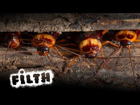 One Thing You Should NEVER Do When Exterminating Cockroaches!