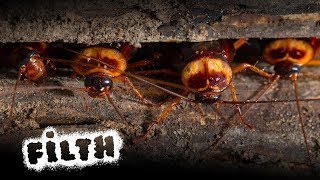 One Thing You Should NEVER Do When Exterminating Cockroaches!