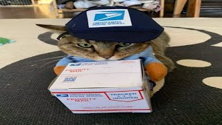 Cat vs Mailman - Cats Waits For The Mailman