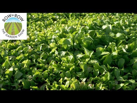 Using Biofumigation to Manage Vegetable Garden Pests