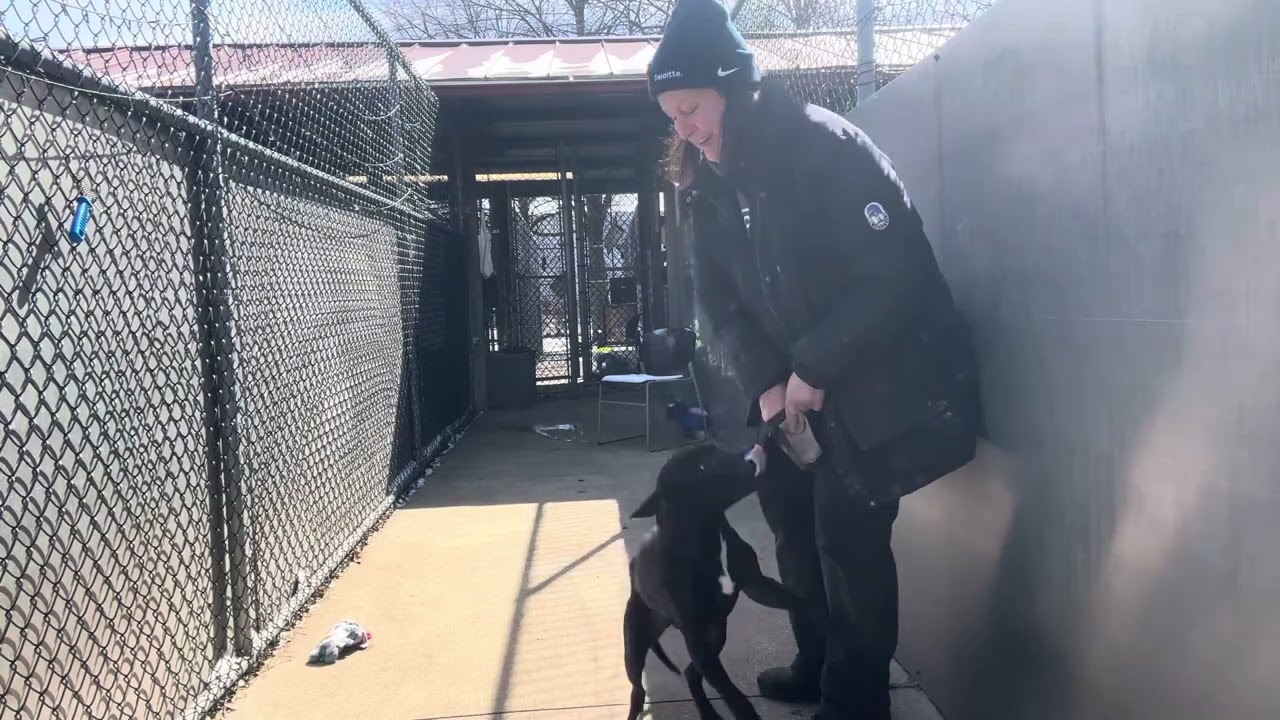 Enlarge Fudgesicle, a ADOPTABLE Pit Bull Terrier in Chicago, IL video 5/5