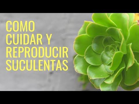 , title : 'Como Cuidar y Reproducir SUCULENTAS 2023//cactus//manos de tierra'