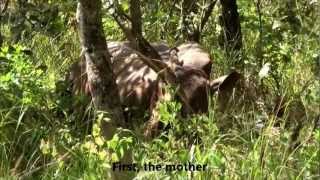 preview picture of video 'White rhinos & Ankole cattle at Ziwa Rhino Sanctuary'