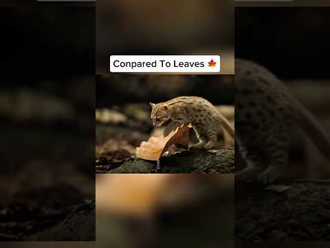 Things Are Smaller Than They Seem 🤯