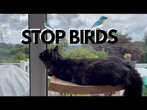 Kitten Meows At Birds