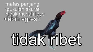 Download lagu Cara agar ayam nafasnya panjang tidak gembos saat di abar mp3