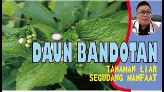 Download lagu BENEFITS OF BANDOTAN LEAVES FOR HEALTH mp3 Download lagu BENEFITS OF BANDOTAN LEAVES FOR HEALTH mp3