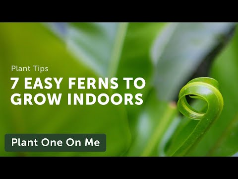 7 EASY FERNS to Grow Indoors — Ep. 190