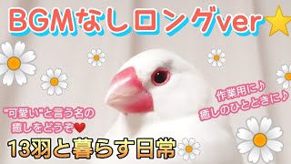 【文鳥 】BGMなしロングver♪作業用や癒しのひとときに♪可愛いと言う名の癒しをどうぞ☆