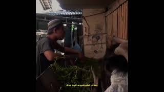 Download lagu story wa agus kotak kata kata mutiara mp3