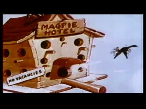 The Talking Magpies | cartoon😂