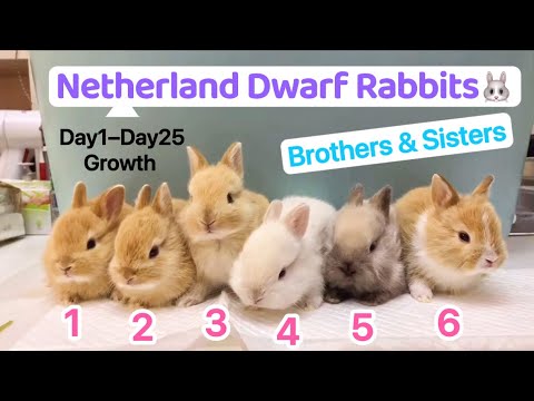 【Netherland Dwarf Rabbit Growth Day By Day】Giving Birth. Funny Cute Baby Bunny Care, Eating,Feeding