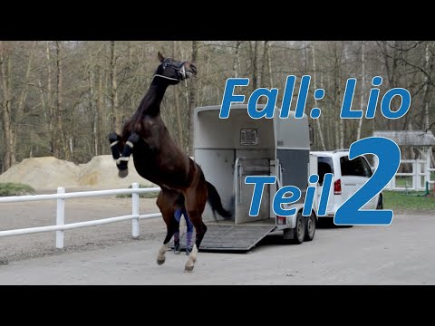 Unglaublich skrupelloser Pferdeverkäufer -  Teil 2/2 der Pferde Doku auf Hof Eicheneck