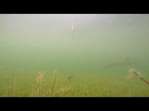 Hecht Livebiss auf toten Köfi unter Wasser