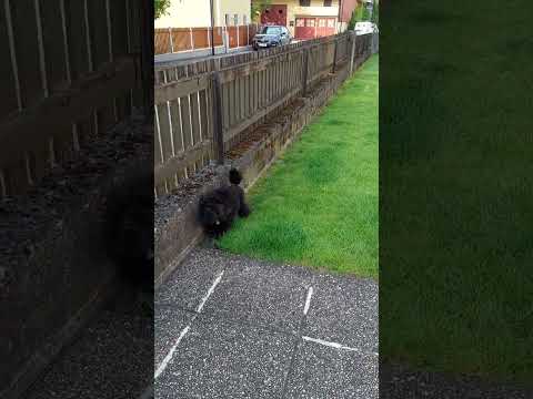 Paparazzi, Zeus und Leo