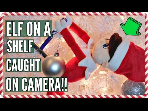 Elf on a Shelf CAUGHT MOVING Climbing the Christmas Tree!! Video