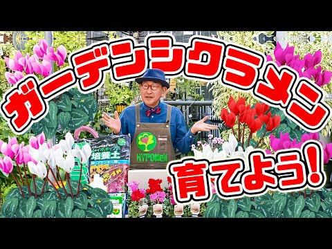 園芸 茎のないカンピオン