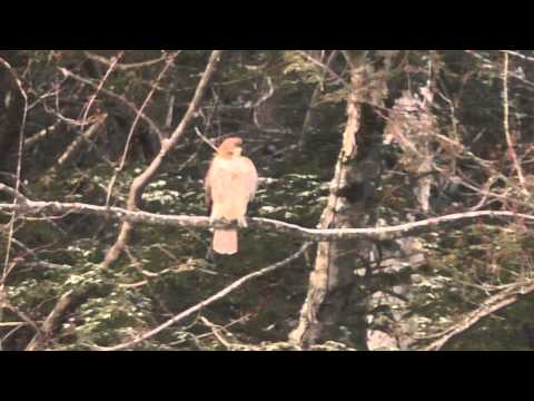 Red-Tailed Hawk hunting